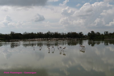 Lots O Flamingos in Camargue (2008)