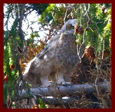 Bebe Great Horned Owl
