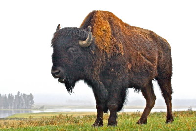 Buffalo Bill