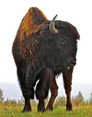 Buffalo Bill