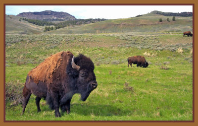 Jellystone Bison