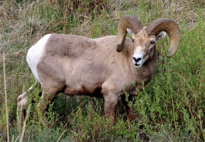 Bighorn Sheep