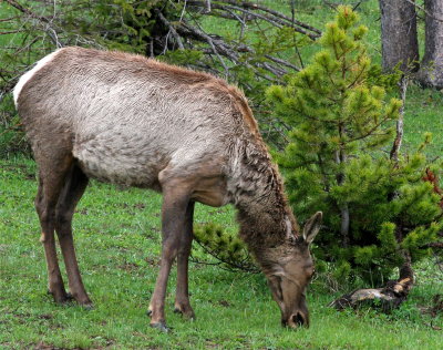 Hungry elk