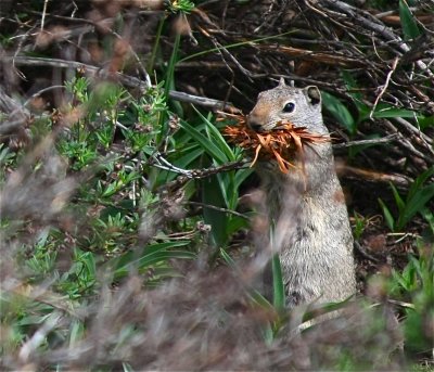 Uinta Ground Squirrel - Schwabacher Landing