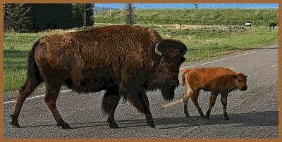 Mama & bebe bison - Gros Ventre Road