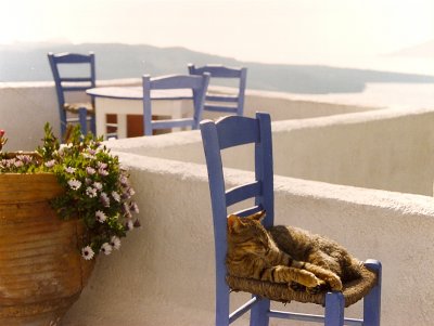 Sleeping cat in Santorini