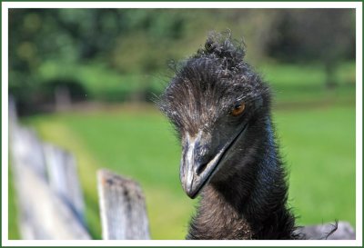 Portrait of Mr. Emu