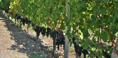 Time to pick the grapes!