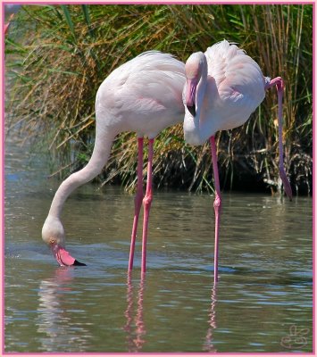 Pinky long legs (2010)