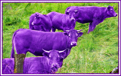I never saw a Purple Cow