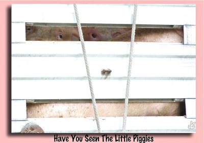 Have You Seen The Little Piggies