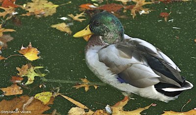 Mr. Mallard