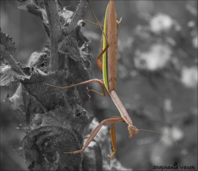 Praying mantis