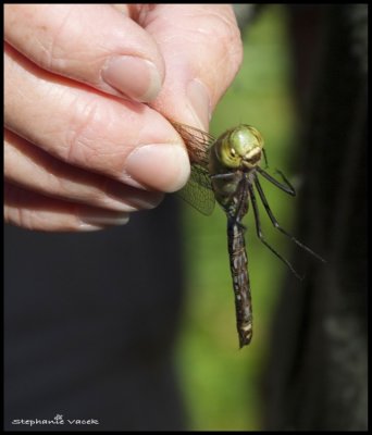Naughty dragonfly! Tried to eat a monarch!