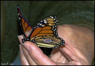Monarch tagging