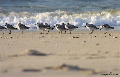 Rush hour in Cape May