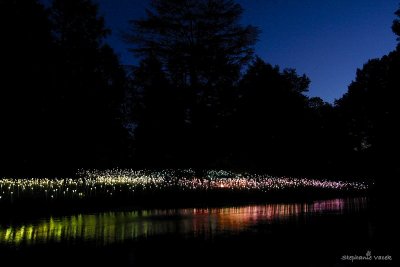 Field of Light