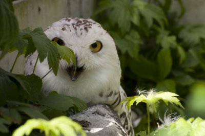 Harfang des neiges_2.jpg