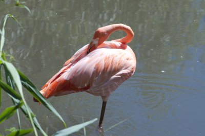 Flamand rose