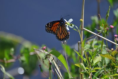 Papillon Floride
