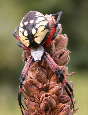 Spider 3