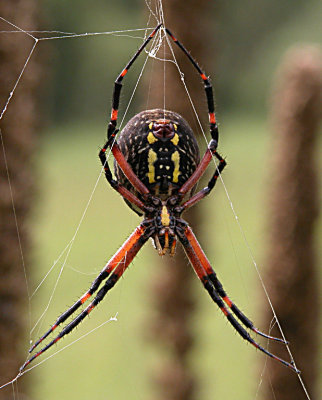 Spider 2