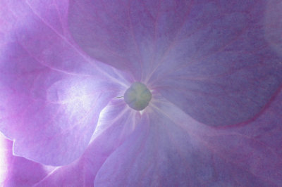 Backlit Flower