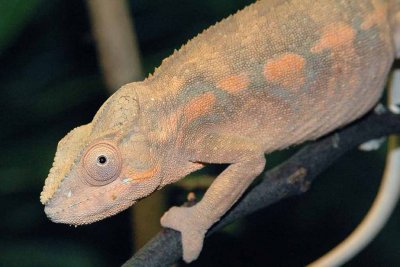 Lizard