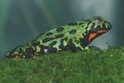 Frog