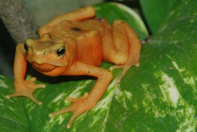 Frog 2