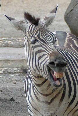 Zebra
