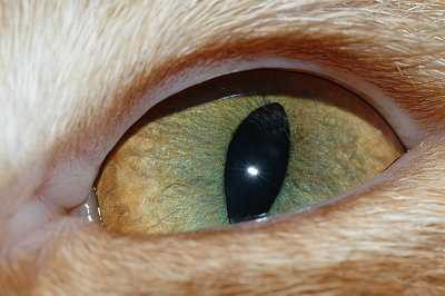 Eye Of The Tiger