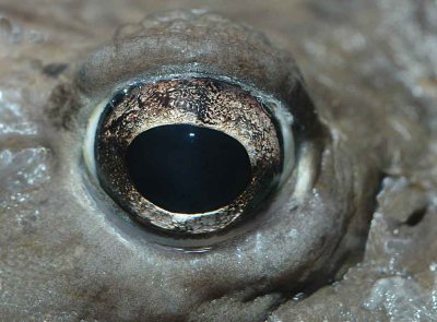 Cyclops