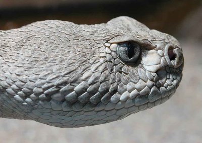 Snake