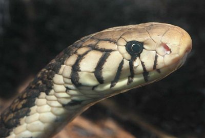 Snake Tears
