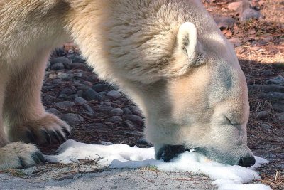 Polar Bear