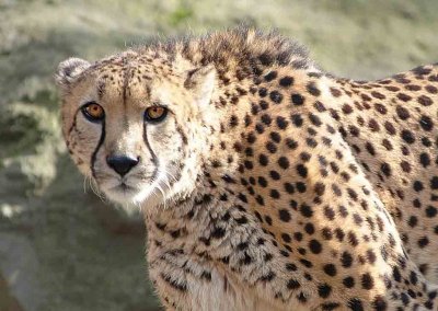 Cheetah