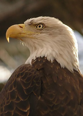 Eagle