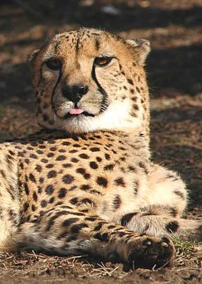 Cheetah with Tongue Out