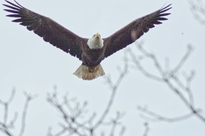 Bald Eagle