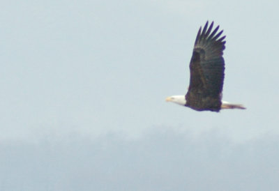 Bald Eagle