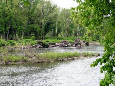 Downed trees_0062.jpg