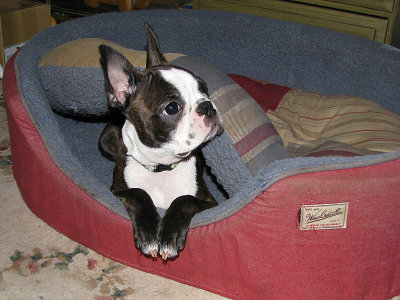 Bindi Sue 15 wks_1245.jpg