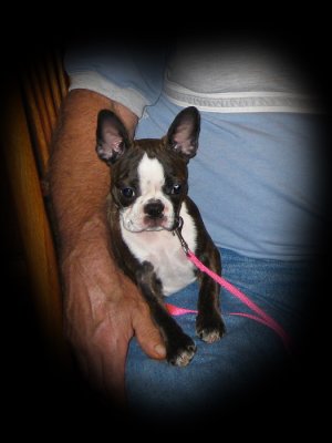 Bindi Sue 14.5 wks _0886.jpg