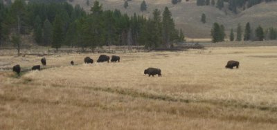 Buffalo - Yellowstone Park