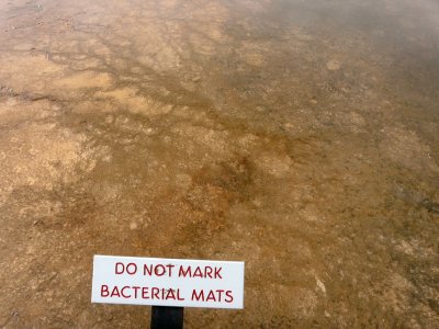 Bacterial Mats at Grand Prismatic Spring
