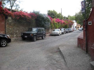 Bougainvilleas along the street