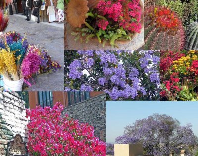 San Miguel de Allende, Mexico - Flora