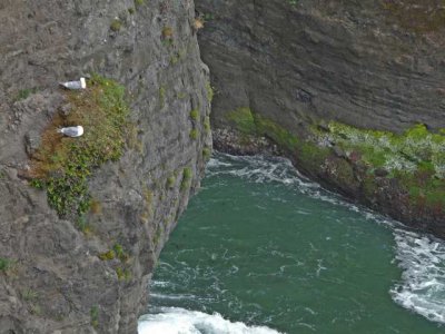 nesting Gulls at Cape Flattery