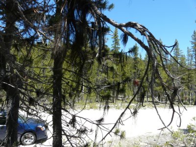 hanging tree moss